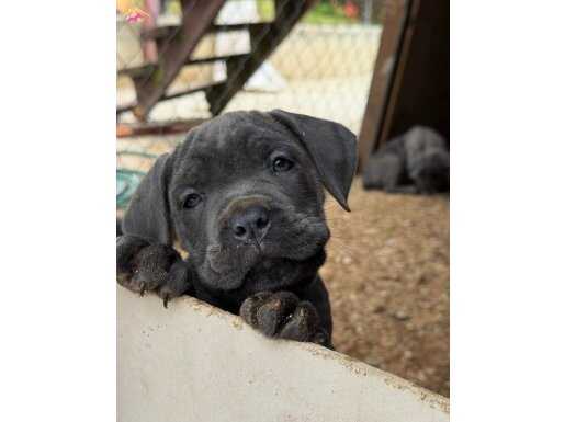 SAFKAN CANE CORSO YAVRULAR