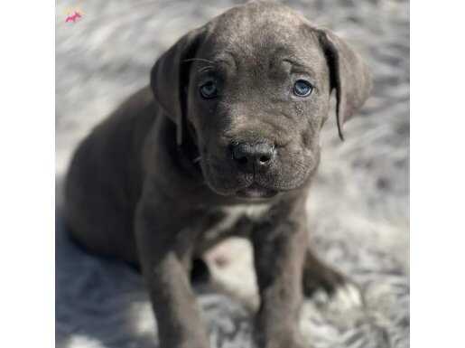 BLUE CANE CORSO YAVRULAR