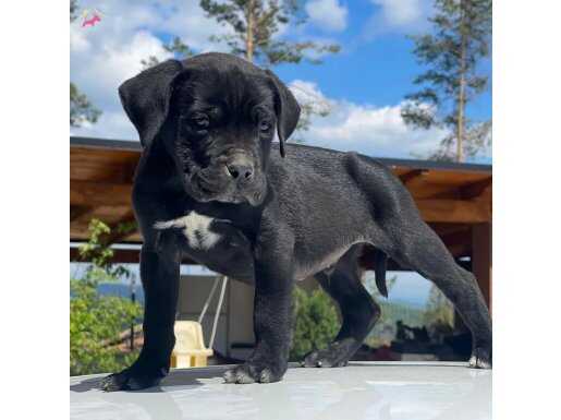 KİNG CANE CORSO YAVRULAR