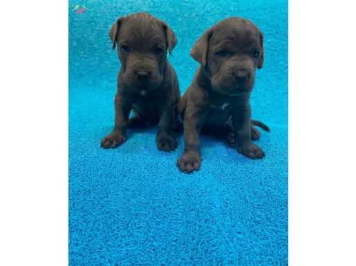 SAFKAN BLUE CANE CORSO