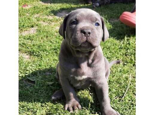 Cane Corsa Blue Yavrular