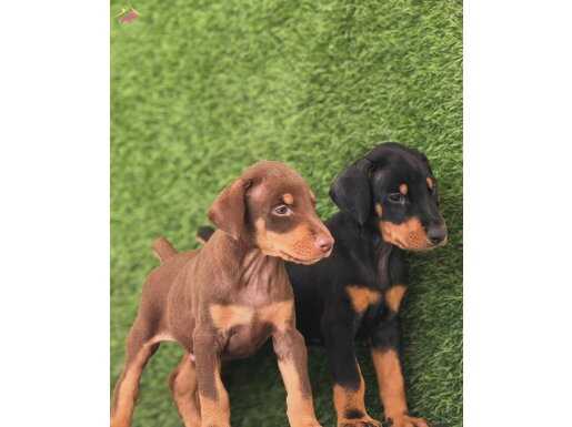 KIZIL DOBERMAN KİNG BEBEKLER