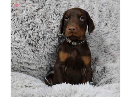 KIZIL KİNG DOBERMAN YAVRULAR