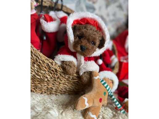 YILBAŞI BEBEKLERİ TOY POODLE
