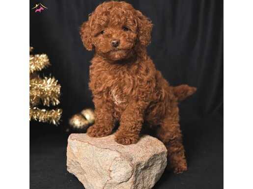 KAÇIRILMAYACAK TOY POODLE BEBEKLER
