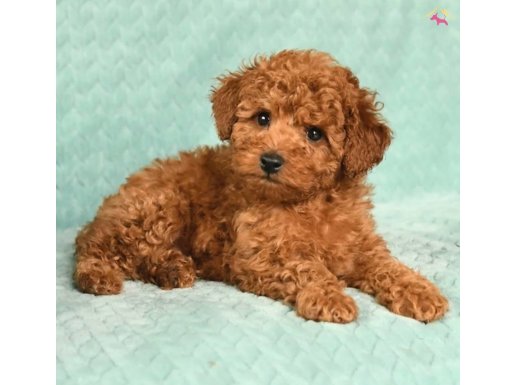 KİLO GARANTİLİ TOY POODLELER