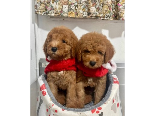 TOY POODLE KARDEŞLER