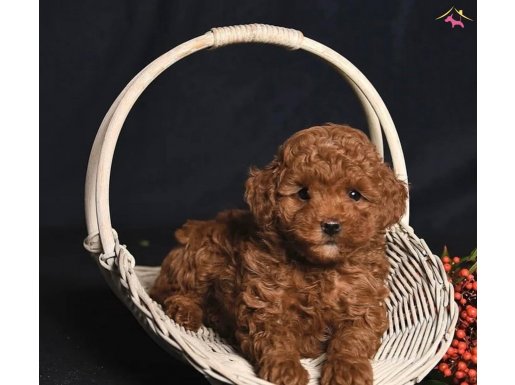 IRK GARANTİLİ TOY POODLE