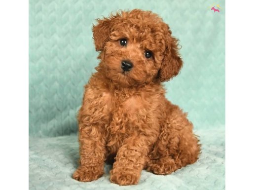 YILBAŞI ŞEKERİ YENİ YUVASINI BEKLİYOR