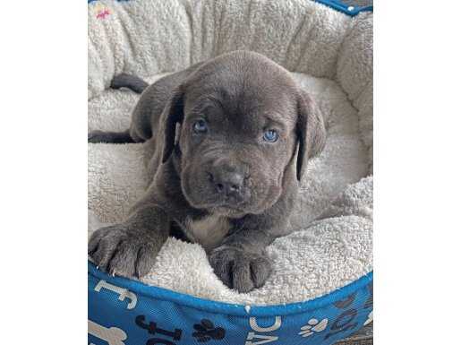 İRİ YAPILI CANE CORSOLAR