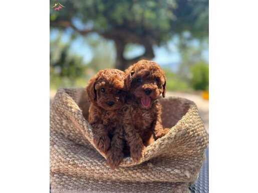 BİBLO TOY POODLE YAVRULAR