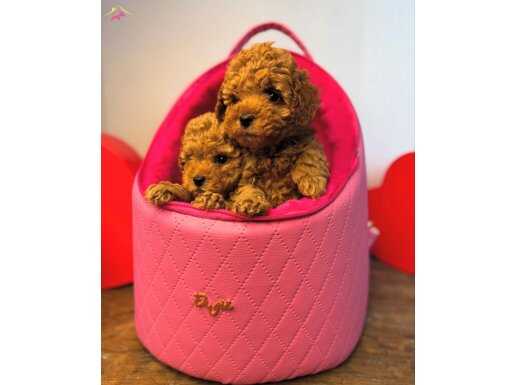 IRK GARANTİLİ TOY YAVRULAR