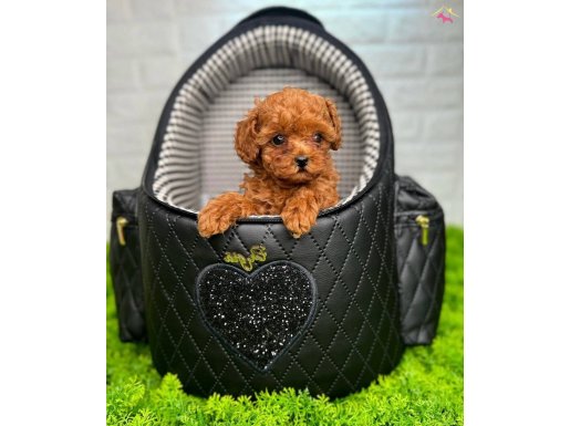 HAYATINIZIN YENİ NEŞESİ SİZİ BEKLİYOR