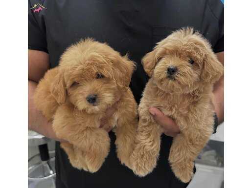 YENİ YUVASINI BEKLEYEN MALTİPOO BEBEKLER