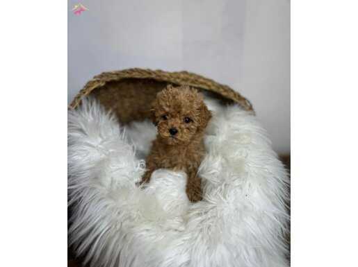 MİCRO POODLE YAVRULARIMIZ