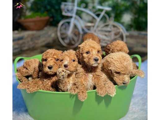 KOVA DOLUSU MALTİPOO YAVRULAR