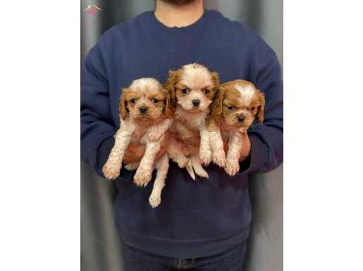 IRK GARANTİLİ KİNG CHARLES BEBEKLER