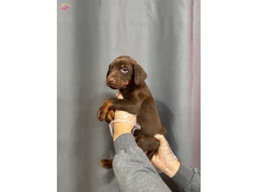 KİNG DOBERMAN YAVRULARIMIZ