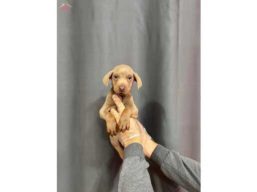 ÖZEL LİLAC RENKTE DOBERMAN YAVRUMUZ 