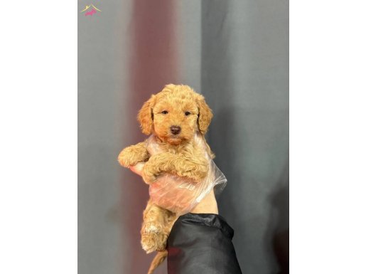 RENKLİ GÖZLÜ MALTİPOO BEBEKLERİMİZ