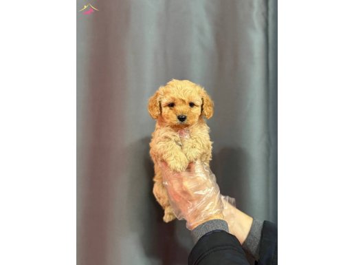 BİBLO YÜZLÜ MALTİPOO YAVRULAR