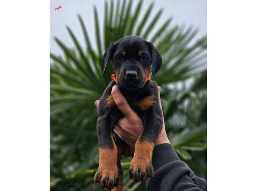 HIRS KÜPLERİ DOBERMAN YAVRULAR