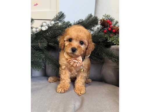 ŞAŞKIN BAKIŞLI MALTİPOO BEBEKLER