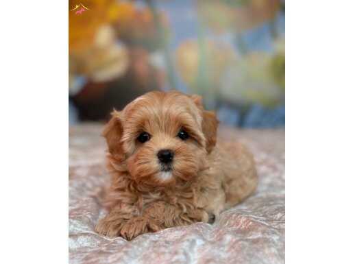 DÜĞME BURUNLU MALTİPOO BEBEKLER