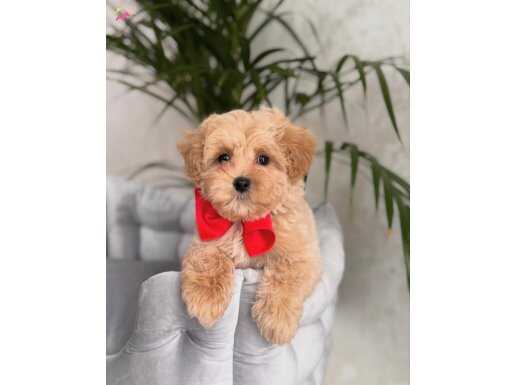 ŞİŞKO MALTİPOO YAVRULAR