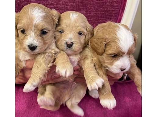 MASKELİ MALTIPOO YAVRULARIMIZ | IRK VE SAĞLIK GARANTİLİ