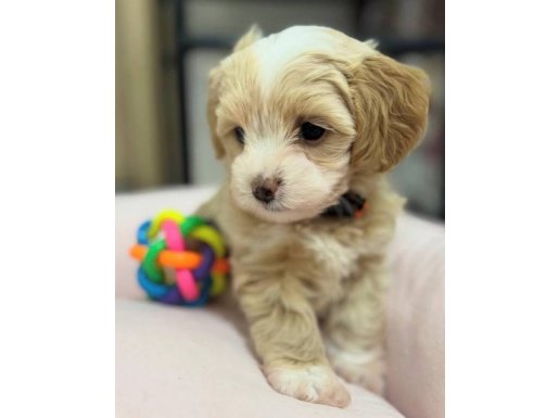 Antialerjik İpeksi Kürklü Oyuncu Maltipoo Yavruları