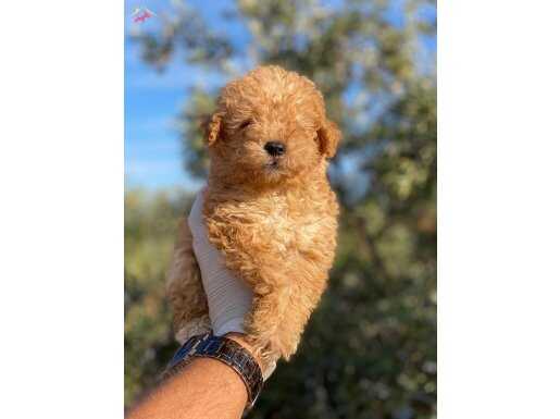 0 Burun Safkan Maltipoo Yavruları | Evinize Neşe Katacak Minik Dostlar