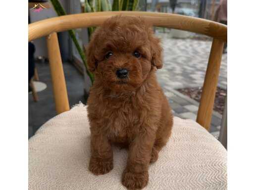 BİBLO GİBİ TOY POODLE BEBEKLER