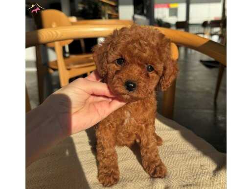 IŞIK SAÇAN KALİTE TOY POODLE BEBEKLER