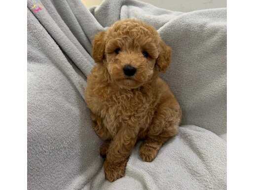 TOMBİK TOY POODLE BEBEKLER