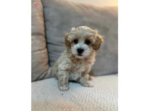 KORE YÜZ YAPILI MALTİPOO YAVRULARI