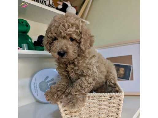 TOY POODLE BEBEKLERİMİZ SİZİ BEKLİYOR