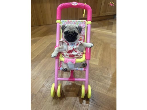 Maskeli Şebek: Sosyal Ortamların Yeni Yıldızı Pug Yavrusu