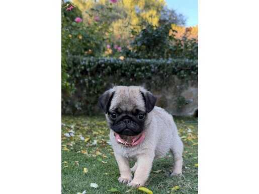 MASUM SURATLO PUG YAVRULAR