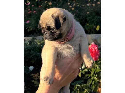 Maskeli Suratlı Tatlış Pug Bebekleri