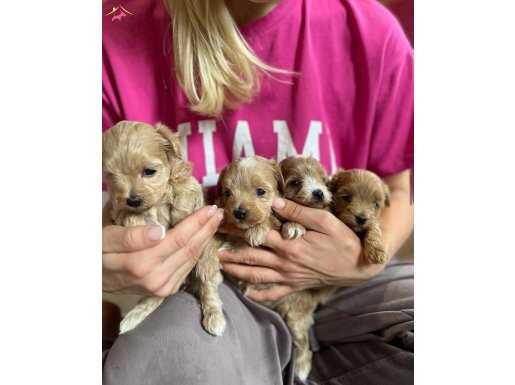 Sosyal Ortamın Yıldızı Çift Renk Maltipoo Bebekler