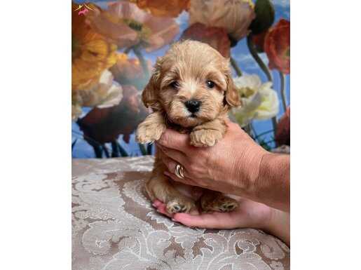 İpeksi Kürklü Oyuncu Maltipoo Yavrusu - Sosyal ve Sevecen