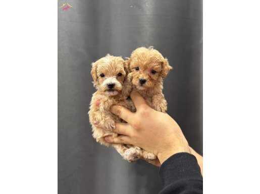 Avuç İçine Sığan Sevgi Yumakları: Kıvırcık Tüy Güzeli Maltipoo