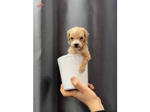 Avuç İçine Sığan Safkan Maltipoo: Sosyal Ortamların Yeni Yıldızı