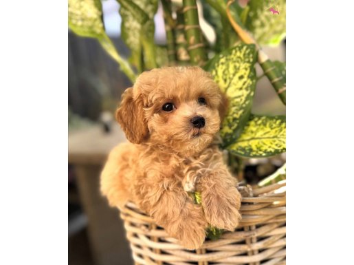 Şaşkın Bakışlı Oyuncak Maltipoo: Sosyal Ortamların Yeni Yıldızı