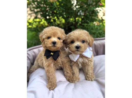 Sosyal Ortamın Yıldızı Teacup Maltipoo Kardeşler