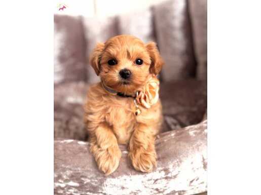 Akıllı ve Tüy Dökmeyen Orijinal Kore Maltipoo Yavruları
