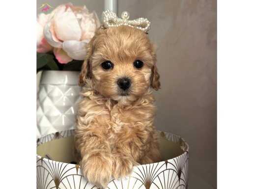Eğitilebilir Safkan Maltipoo Yavruları |
