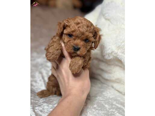 Oyuncu ve Akıllı Toy Poodle Yavruları