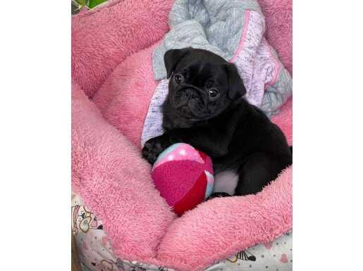 ŞİŞKO PUG YAVRULARI